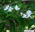 Clerodendrum heterophyllum - Endémique